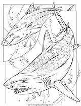 Haaien Kleurplaten Tigre Megalodon Squalo Requin Squali Shark Dieren Haie Rechini Animali Desene Animaatjes Tiburon Hugolescargot Coloringhome Tigersharks Paginas Colorat sketch template