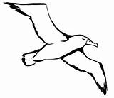 Albatross Albatros Colorat Coloring Desene Oiseau Planse Pasari Mouette Seagull Salbatice Imagini Freepngimg Animale Colering Seabird sketch template