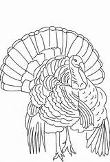 Turkey Coloring Wild Drawing Pages Line Outline Thanksgiving Turkeys Printable Drawings Florida Color Hunting King Body Wood Paintingvalley Kids Getdrawings sketch template
