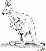 Canguro Kangaroo Cucciolo Stampare sketch template