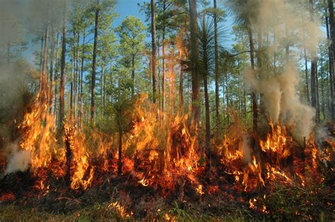 scientists  burn ozark forest    fire creates  places  wildlife   st