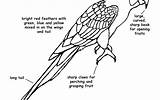 Macaw Coloring Pages Parrot Getcolorings Print Getdrawings sketch template