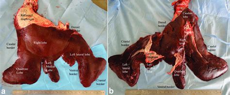 Lobulation Of The Liver In An Adult Camel A Parietal Surface B