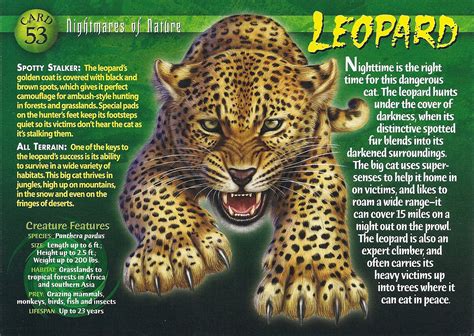 leopard weird  wild creatures wiki fandom powered  wikia