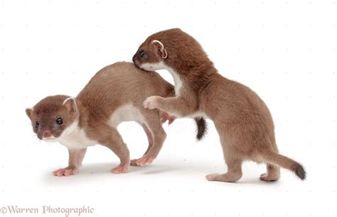 young stoats photo wp