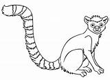 Lemur Rainforest Menudos Desarrollar Musculares Movimientos Infantiles Coloringhome Tailed Lemurs sketch template
