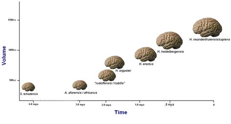 crude plot  average hominid brain sizes  time