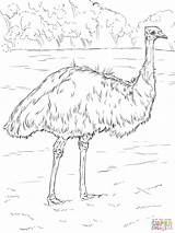 Emu Coloring Pages Realistic Colouring Australian Bird Drawing Printable Parakeet Animal Sketch Animals Supercoloring Template Super Australia Cartoon Print Templates sketch template