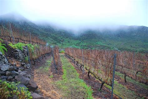 Why Wine From The Canary Islands Is Guaranteed To Impress