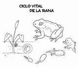 Ciclo Rana Menta Educación sketch template