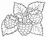 Frutas Berries Himbeere Colorear Himbeeren Frucht Repujado Bordar Fruteros Servilletas Preescolar Verduras Navidad sketch template