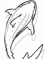Shark Whale Coloring Ocean Giant Sharks sketch template