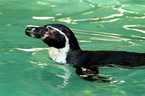 penguin water diving zoo  stock photo public domain pictures