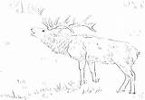 Coloring Elk Bull Pages Getcolorings sketch template