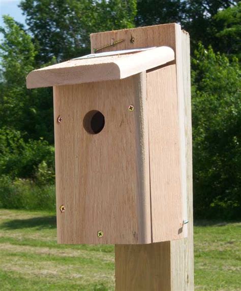 chickadee nest box    chickadees