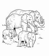 Colorear Elefantes Manada Elefante Elephants Bebes Desenho Elephant Elefanten Tudodesenhos Taz Mania Elefant Colorea sketch template