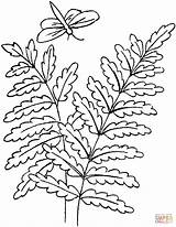 Fern Coloring Pages Ferns Leaves Drawing Dragonfly Printable Trees Simple Supercoloring Outline Getdrawings Colouring Leaf sketch template