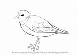 Plover Ringed sketch template