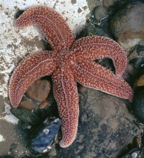 common sea star information  picture sea animals