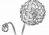 Dahlia Coloring Pages sketch template