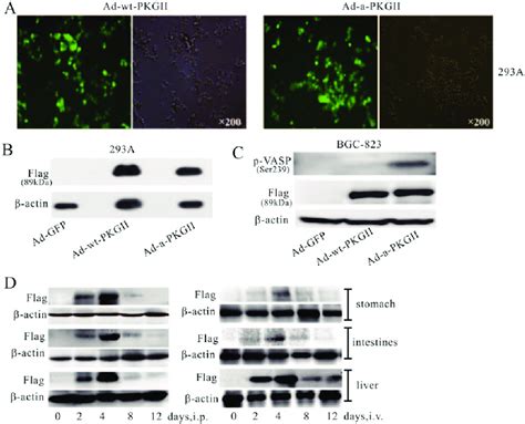 expression  ad  pkg ii   cells  identification  activity  scientific