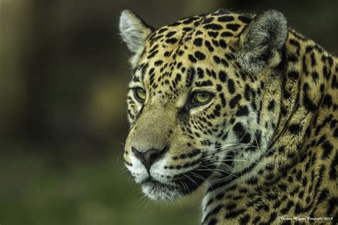 der jaguar panthera onca foto bild fotos canon photography