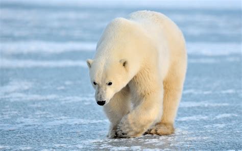 ivanildosantos gambar beruang kutub