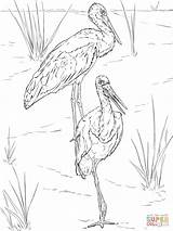 Coloring Pages Storks Stork Pair Realistic Printable sketch template