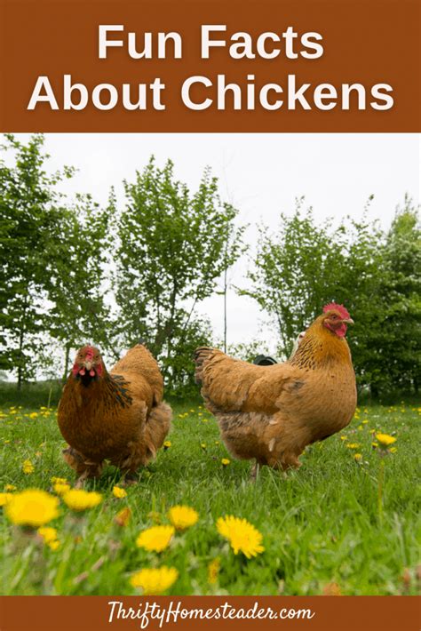 8 Fun Facts About Chickens Laptrinhx News