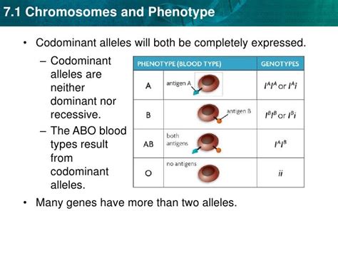Unit 7 Chromosomes And Phenotype