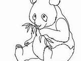 Coloring Pages Panda Unicorn Cute Baby sketch template