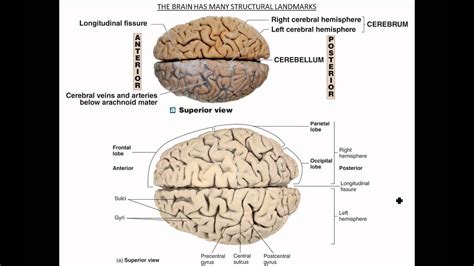 gross anatomy brain