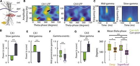 subcircuits  deep  superficial ca place cells support efficient spatial coding