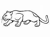 Coloring Pages Cougar Puma Printable Animal Color Getcolorings Print Magnificent sketch template