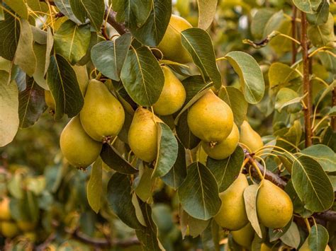 growing pear trees tips   care  pear trees