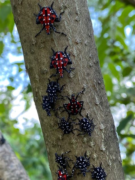 spotted lanternfly green pest solutions
