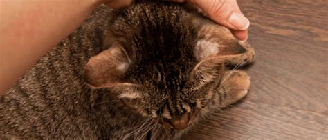 hair loss  cats vetbabble