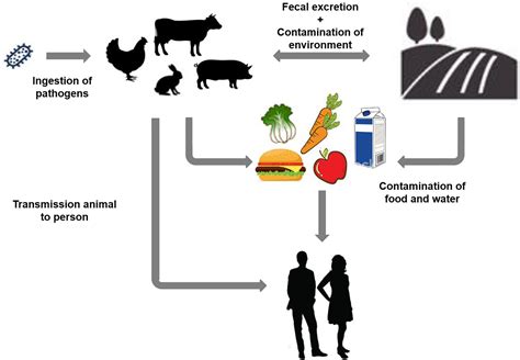 prevent  coli  dogs