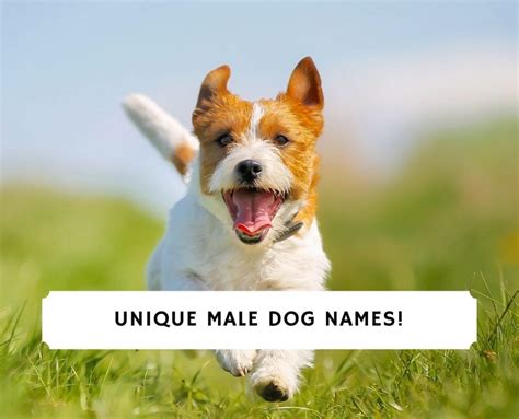 unique male dog names   love doodles