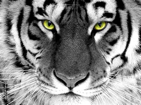animals zoo park white tiger wallpapers  desktop