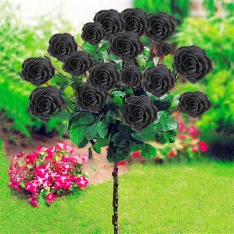 pcs rare exotic black rose seeds bestseedsonlinecom