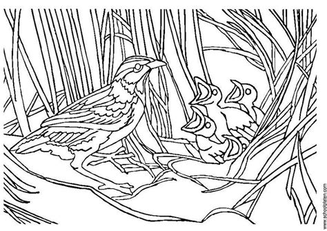 coloring page bird  nest  printable coloring pages img