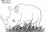 Rhino Rinoceronte Rhinoceros Rhinocéros Nashorn Ausmalen Colorier Breitmaulnashorn Ausdrucken Ausmalbild Pintar Designlooter Colorironline Hugolescargot sketch template
