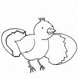Egg Chicken Coloring Getdrawings sketch template