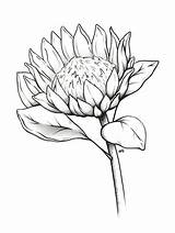 King Protea Luther sketch template