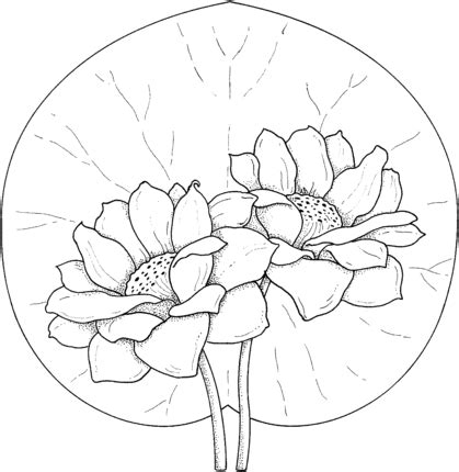 click   printable version   water lilies coloring page super