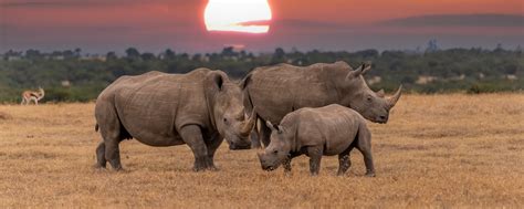khama rhino sanctuary prices fees activities