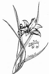 Daylily Coloring Lily Designlooter Drawings Wild 1600px 08kb 1063 sketch template