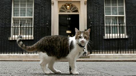 larry  cat escapes downing street eviction bbc news