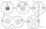 Mitosis Meiosis Phases Key Comprehension Libretexts Biologycorner sketch template
